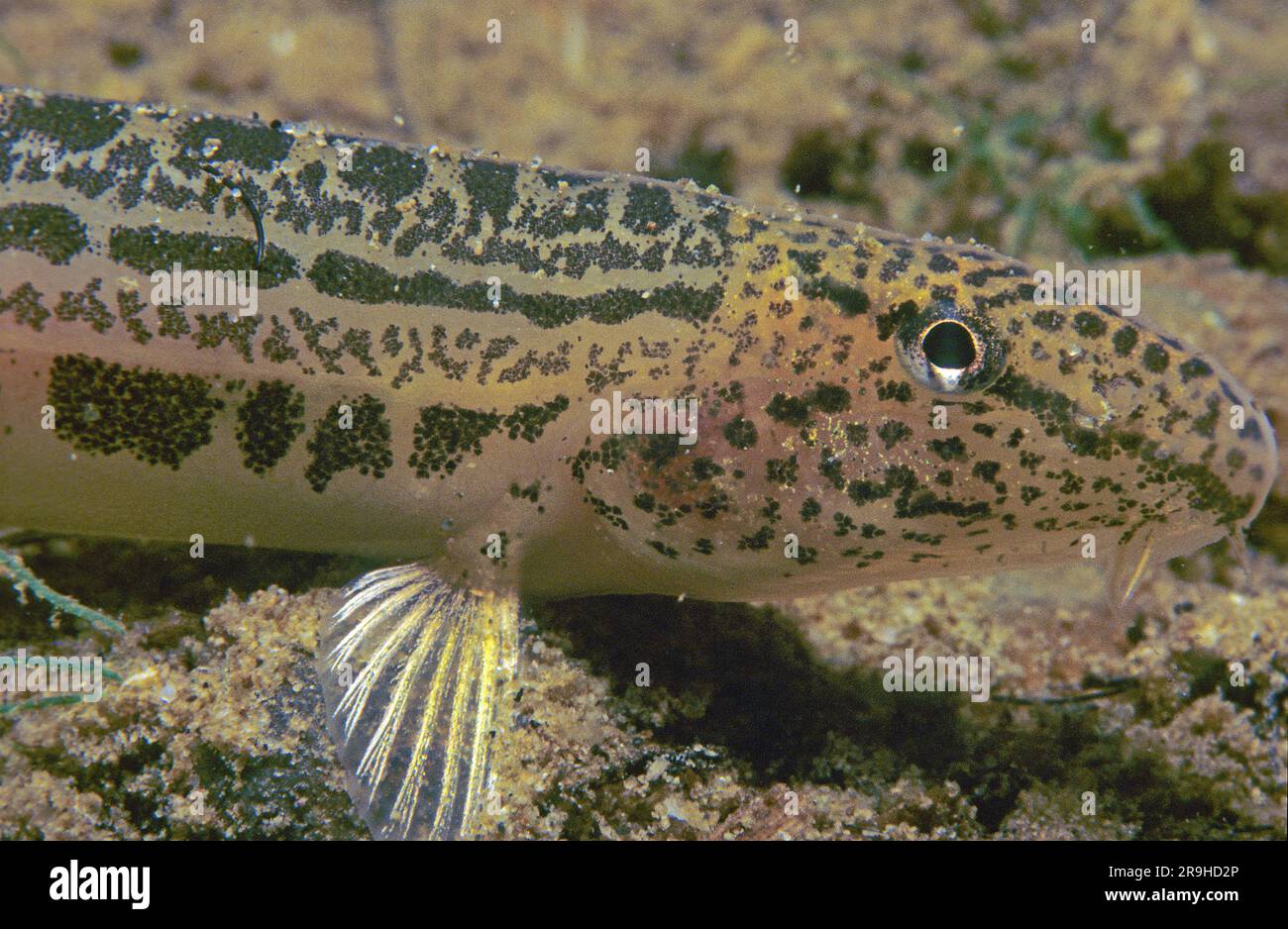 Spined loach, Spotted Weatherfish (Cobitis taenia), in via di estinzione, Baden-Wuerttemberg, Germania, Europa Foto Stock