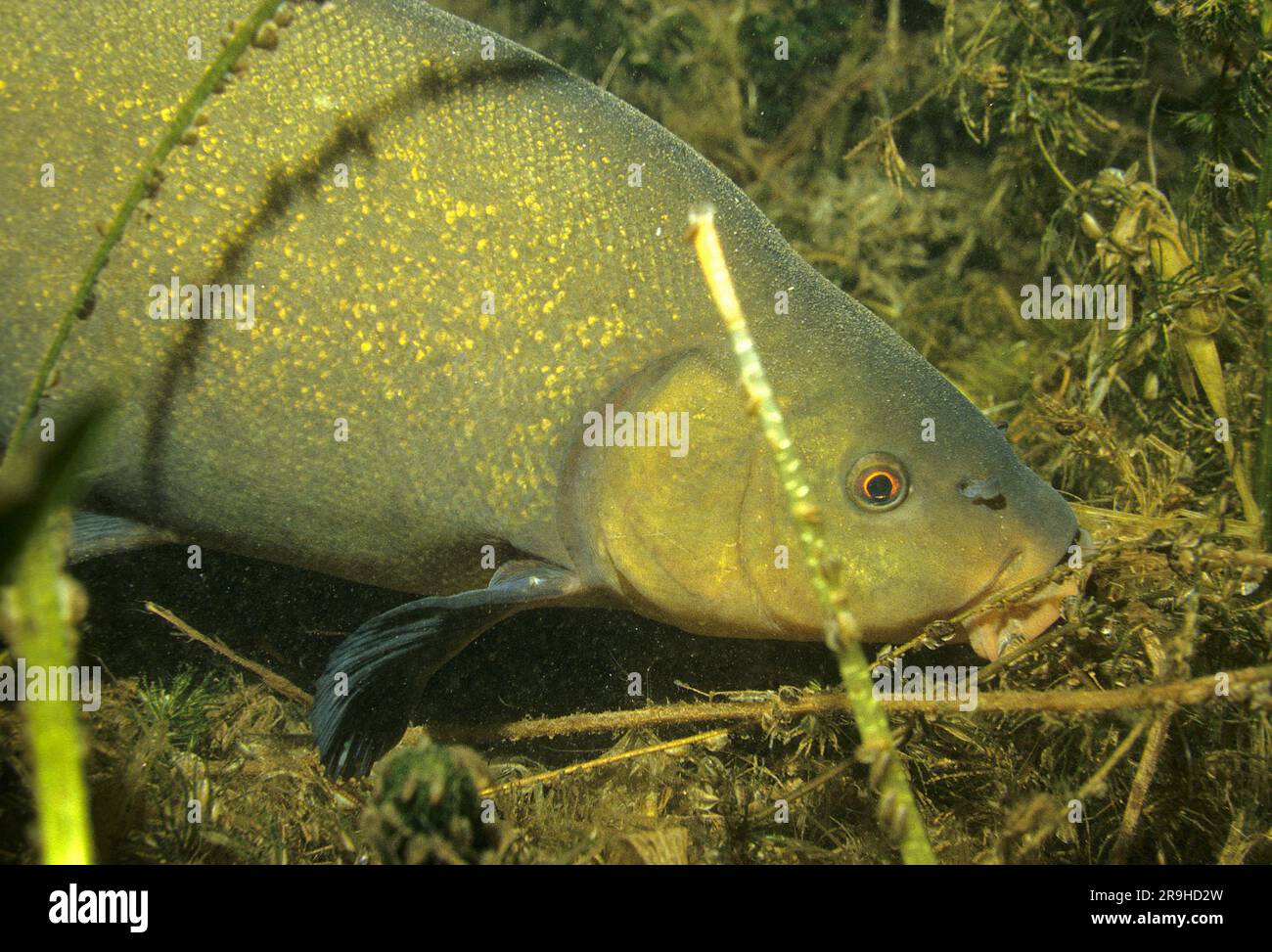 Tench d’oro, tench (Tinca tinca), carpe familiari (Cyprinidae), Baden-Wuerttemberg, Germania, Europa Foto Stock