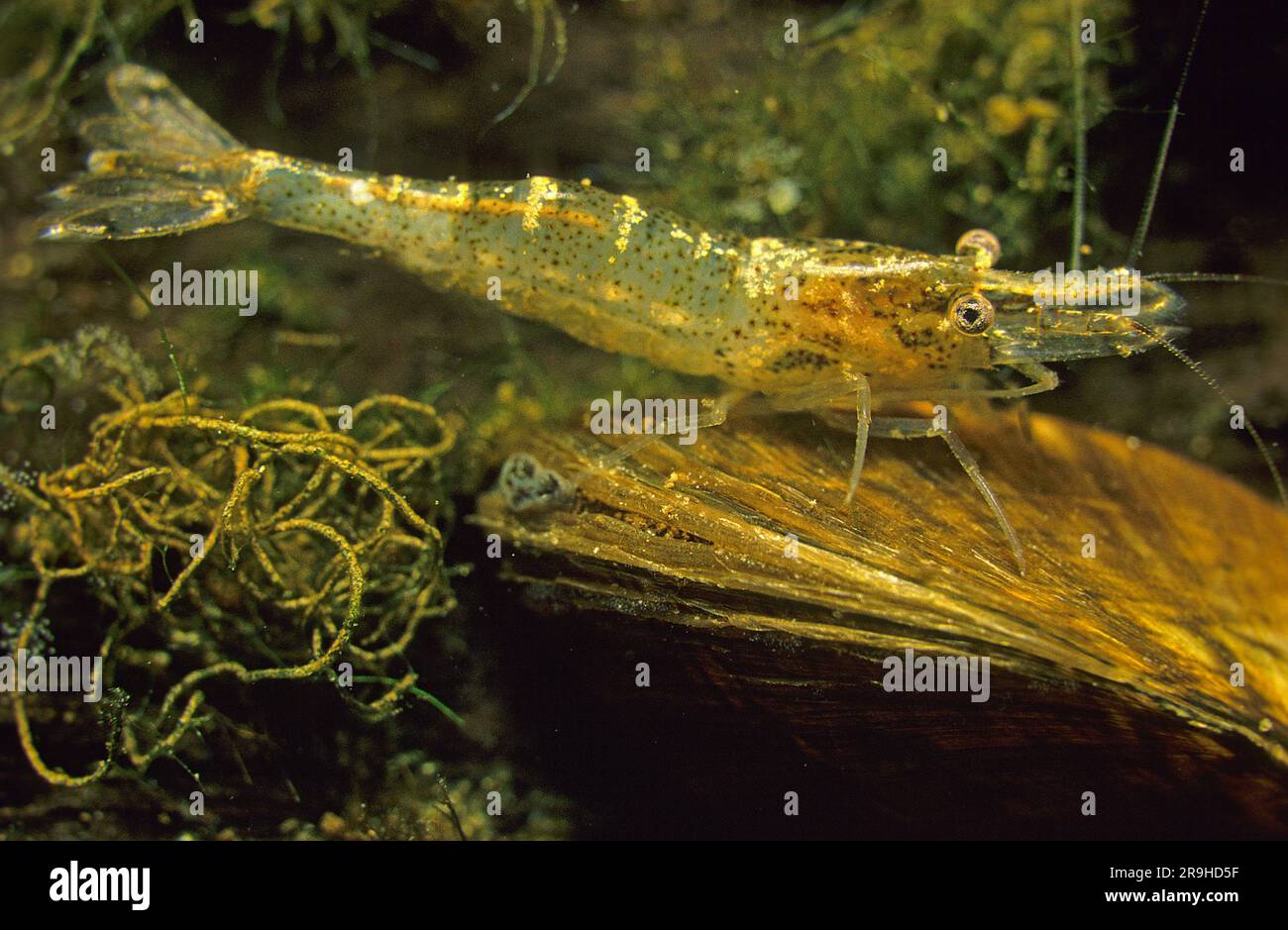 Gamberetti d'acqua dolce europei (Atyaephyra desmaresti) su un guscio d'acqua dolce (Dreissena polymorpha), Baden-Wuerttemberg, Germania, Europa Foto Stock