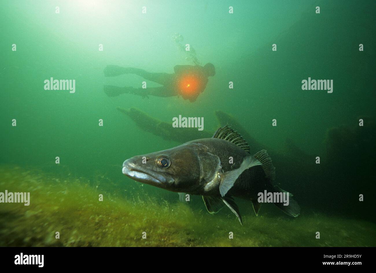 Pesce persico (Stizostedion lucioperca) e subacqueo, Baden-Wuerttemberg, Germania, Europa Foto Stock