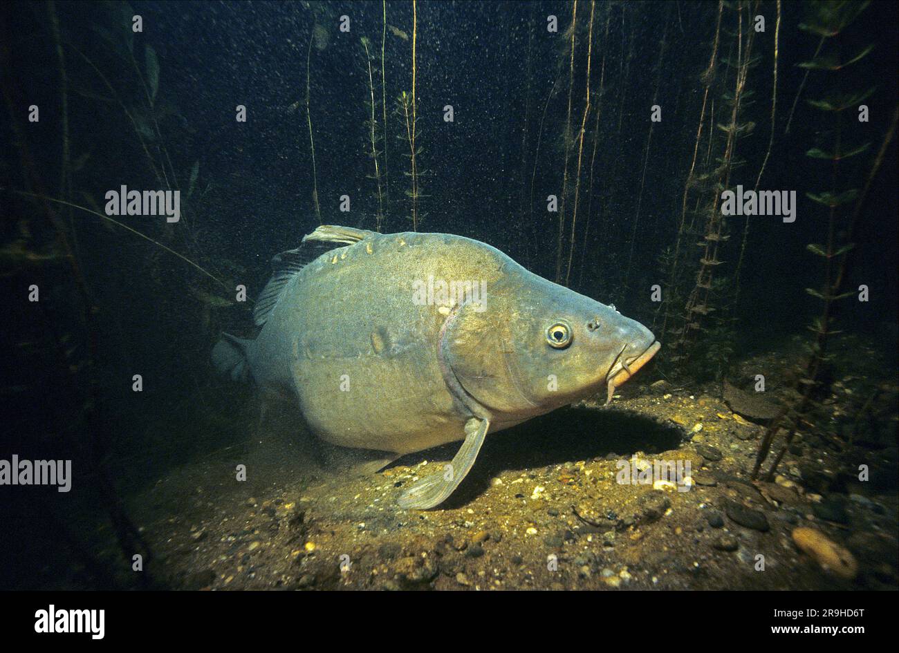 Carpa europea (Cyprinus carpio), Baden-Wuerttemberg, Deutschland, Europe Foto Stock