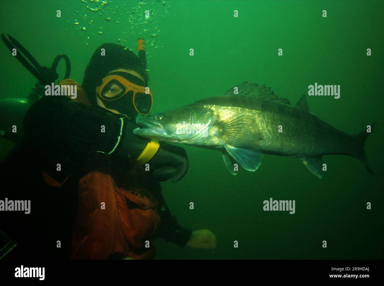 Il pesce persico (Stizostedion lucioperca) attacca un subacqueo, Baden-Wuerttemberg, Germania, Europa Foto Stock