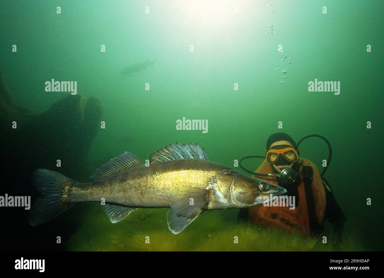 Pesce persico (Stizostedion lucioperca) e subacqueo, Baden-Wuerttemberg, Germania, Europa Foto Stock