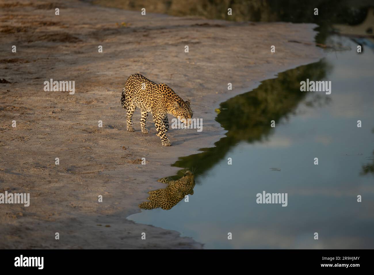 Un leopardo (femmina) arriva al pozzo d'acqua per bere nella luce migliore, grande riflessione, Savute, Chobe National Park, Botswana, Africa Foto Stock