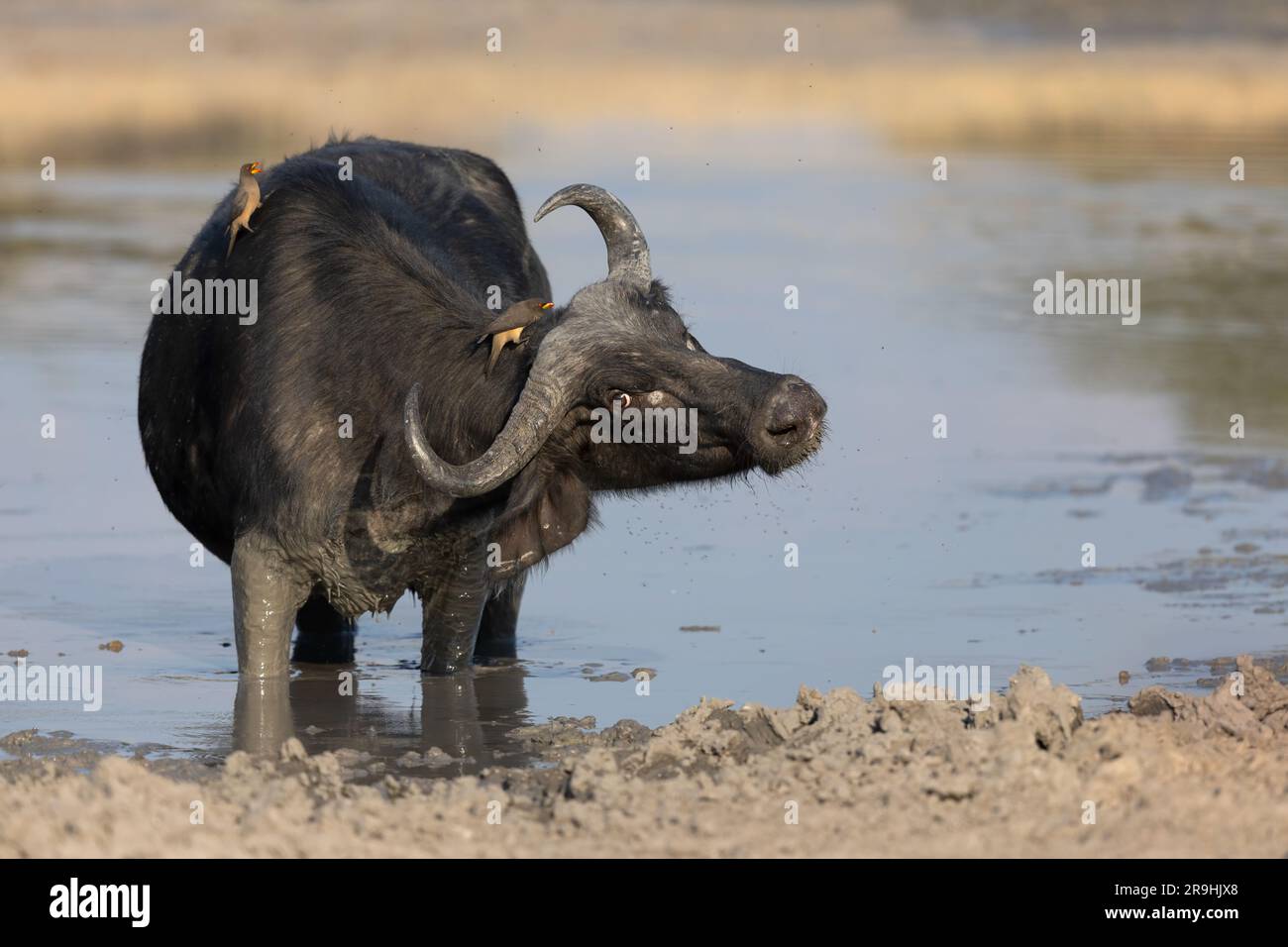 Una bufala femmina si trova nel mezzo di una pozza d'acqua e scuote i picchi di bue dal becco giallo, Savute, Chobe National Park, Botswana, Africa Foto Stock