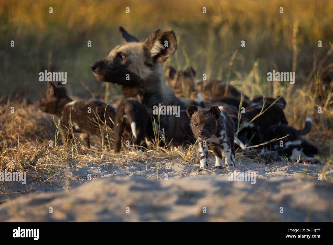 L'alfa-femmina (African Wild Dog) con i suoi piccoli (cuccioli) di fronte alla tana, il Parco Nazionale del Chobe, il Botswana, l'Africa meridionale Foto Stock