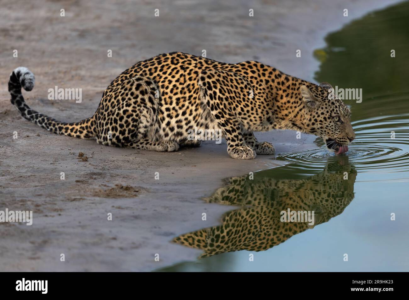 Un leopardo (femmina) sta bevendo nel buco d'acqua nella luce migliore, grande riflessione, Savute, Chobe National Park, Botswana, Africa Foto Stock