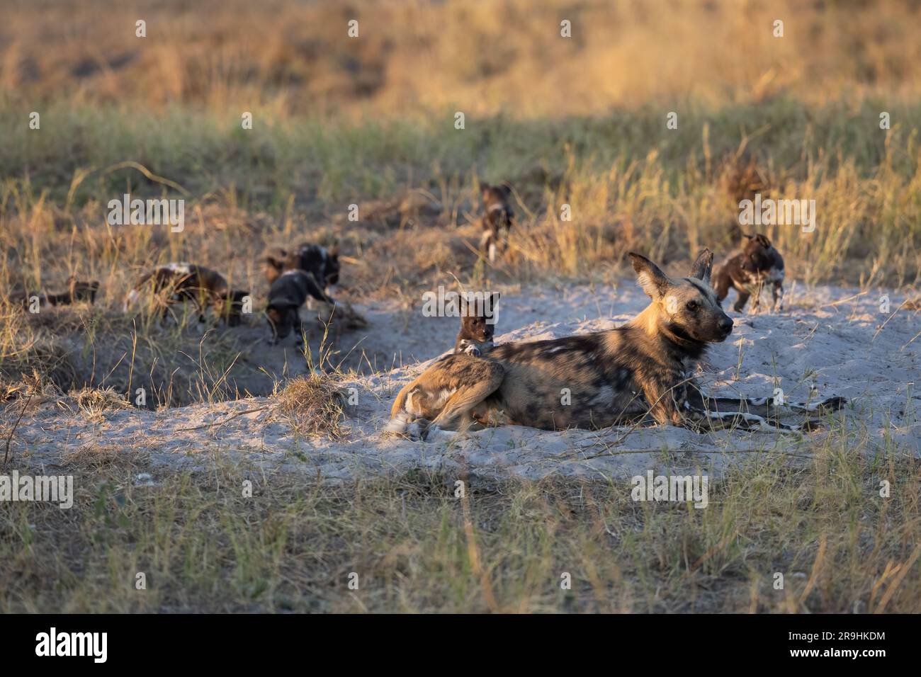 L'alfa-femmina (African Wild Dog) con i suoi piccoli (cuccioli) di fronte alla tana, il Parco Nazionale del Chobe, il Botswana, l'Africa meridionale Foto Stock