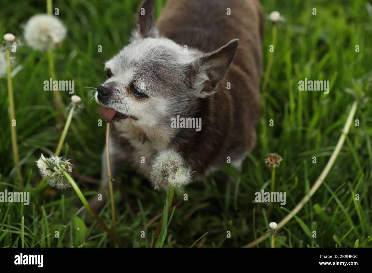 molto vecchio e carino cane dai capelli grigi di razza chihuahua Foto Stock