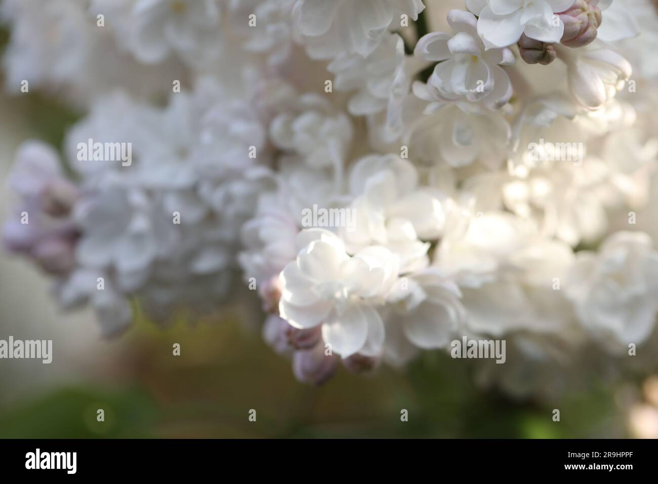 ramo di fiori di lilla nel giardino primaverile Foto Stock
