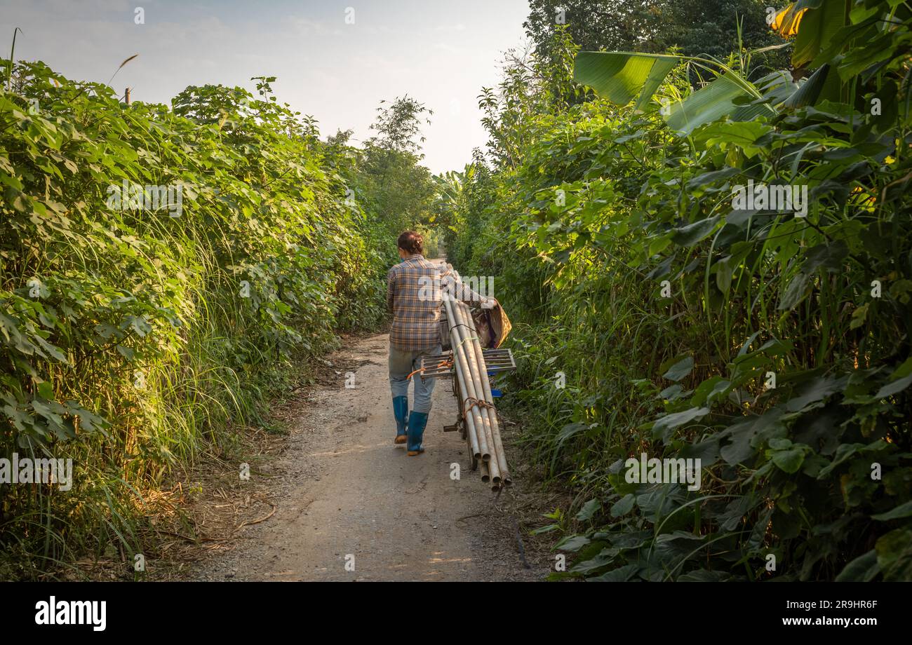 Una contadina vietnamita spinge la sua bicicletta piena di bambù lungo un sentiero su un'isola nel mezzo del fiume Rosso ad Hanoi, in Vietnam. Foto Stock