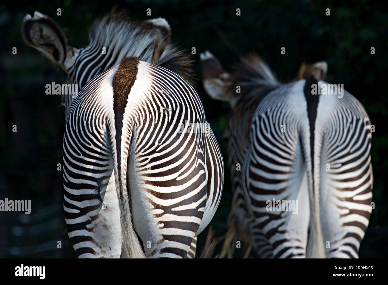 Dietro a due Zebra di Grevy Foto Stock
