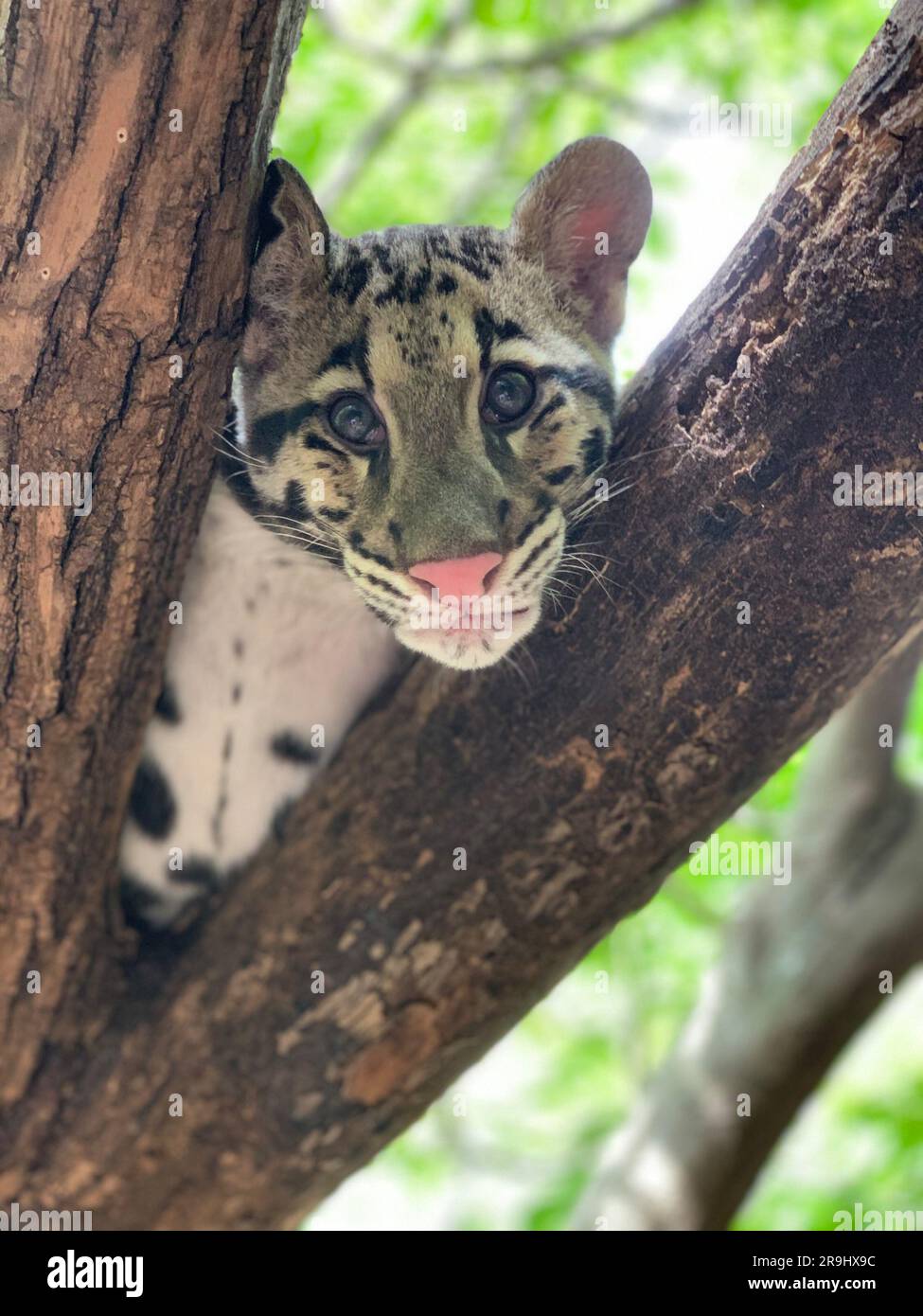 Un cucciolo di leopardo nuvoloso nella mostra Asia Traill dello zoo nazionale dello Smithsonian. Foto Stock