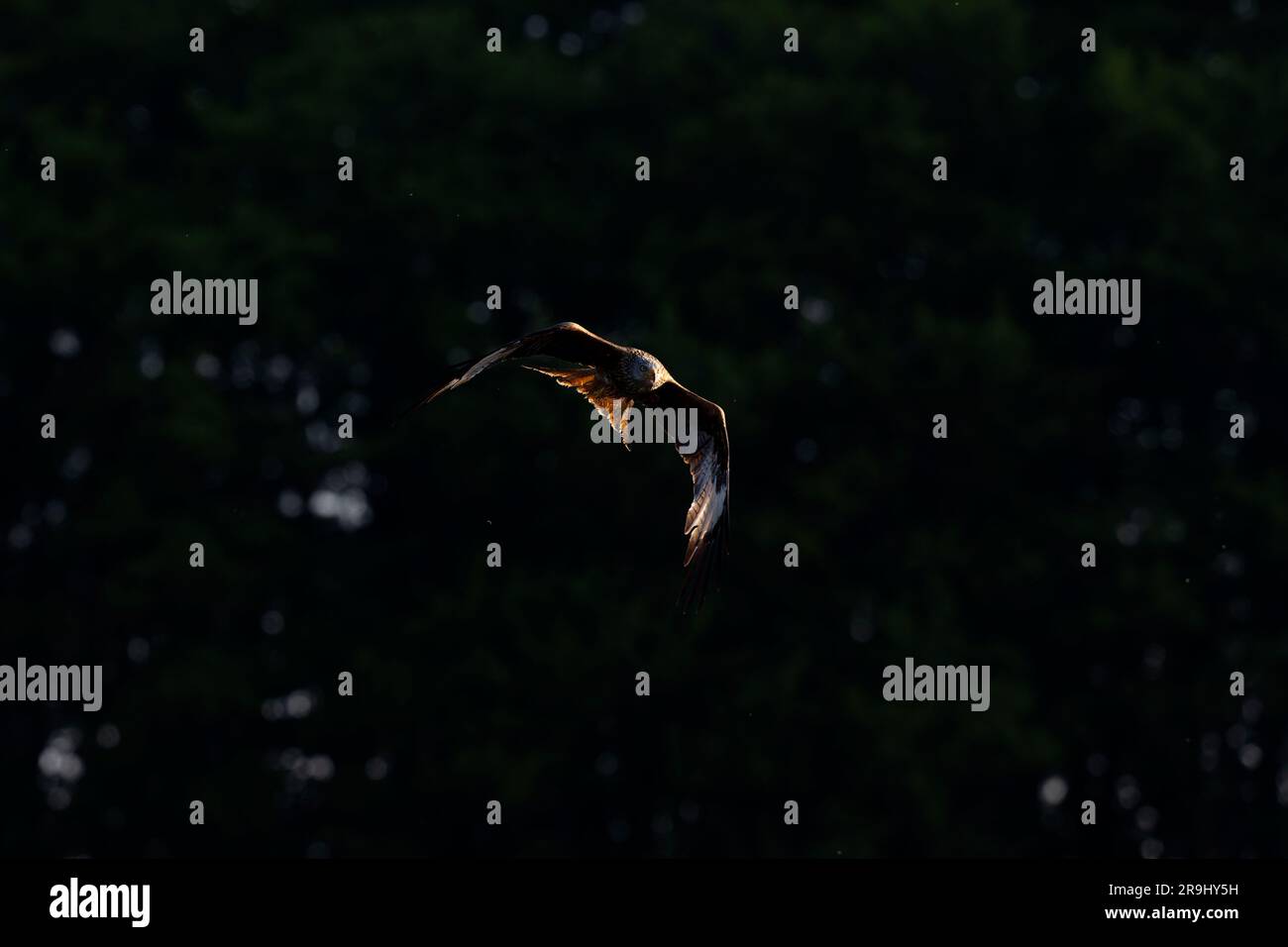 Aquilone rosso (Milvus milvus) che vola di fronte a sfondo nero Foto Stock