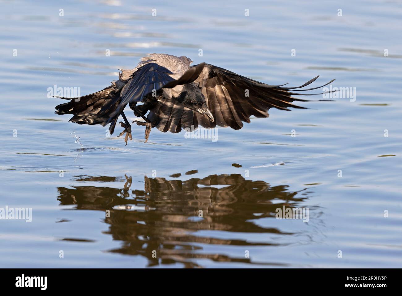 Un corvo incappucciato (Corvus cornix) in volo che prende qualcosa dall'acqua. Foto Stock