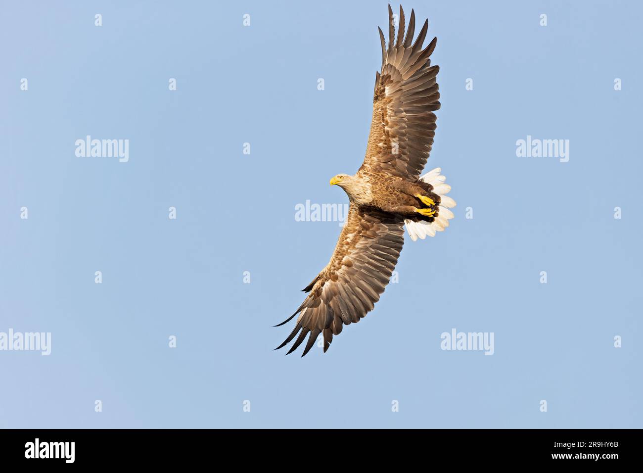 Un'aquila dalla coda bianca (Haliaeetus albicilla) svetta con ali spalmate. Foto Stock