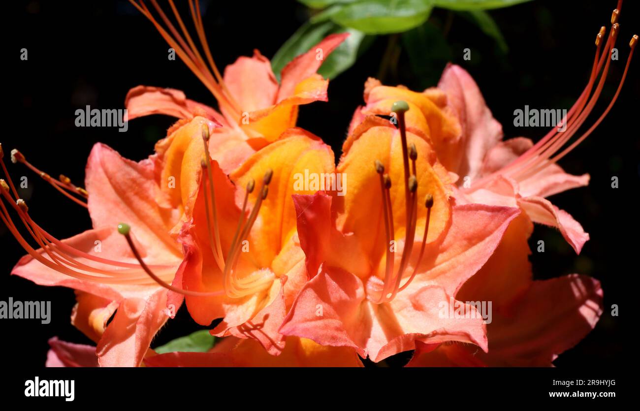 Primo piano di fiori di rododendro rosa, arancione e giallo. Foto Stock