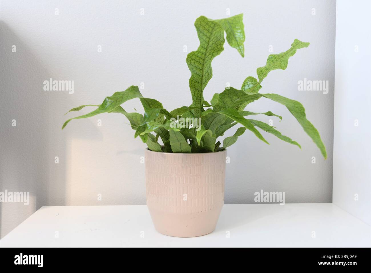 Felce di coccodrillo (Microsorum musifolium) pianta di casa con un motivo a scala di coccodrillo sulle sue foglie. Fronde verdi in un vaso grigio. Foto Stock
