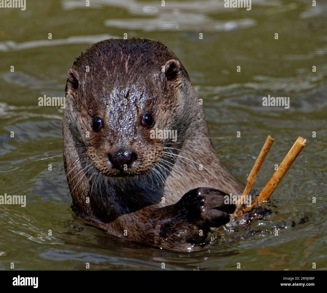 Lontra eurasiatica (Lutra lutra) maschio adulto in acqua che gioca con bastoncini di bambù. Foto Stock