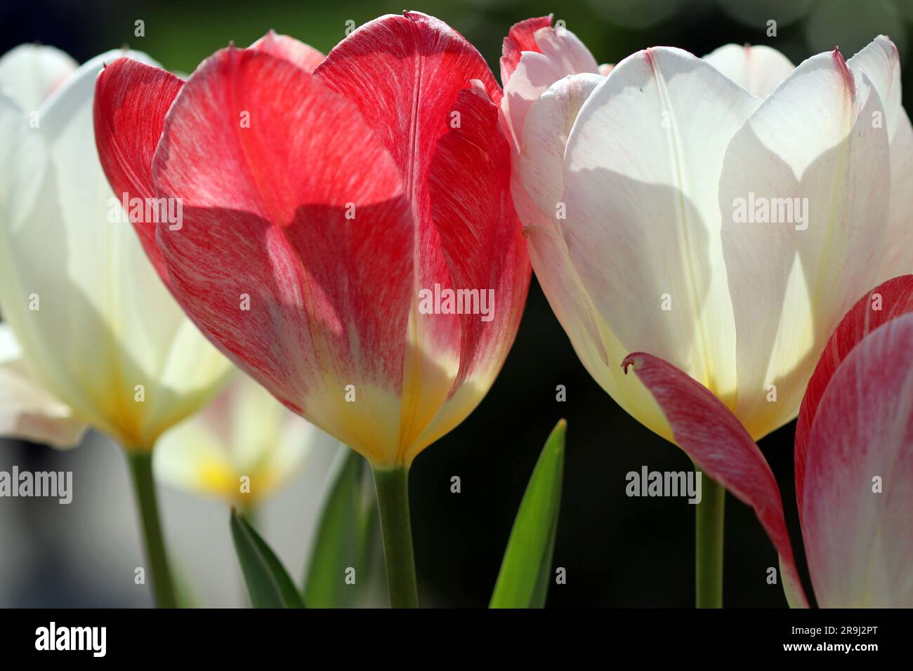 Primo piano di un Imperatore Rosso Tulip alias Madame Lefeber e Red Purissima accanto a un Imperatore bianco Tulipa Purissima. Luminoso sole di aprile Foto Stock