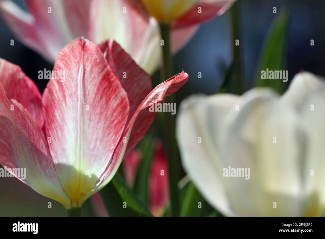 Primo piano di Tulip Flaming Purissima, un tulipano Fosteriana grande in fiore precoce: Base cremosa e petali rosa-rosa-lampone. Il sole di aprile Foto Stock