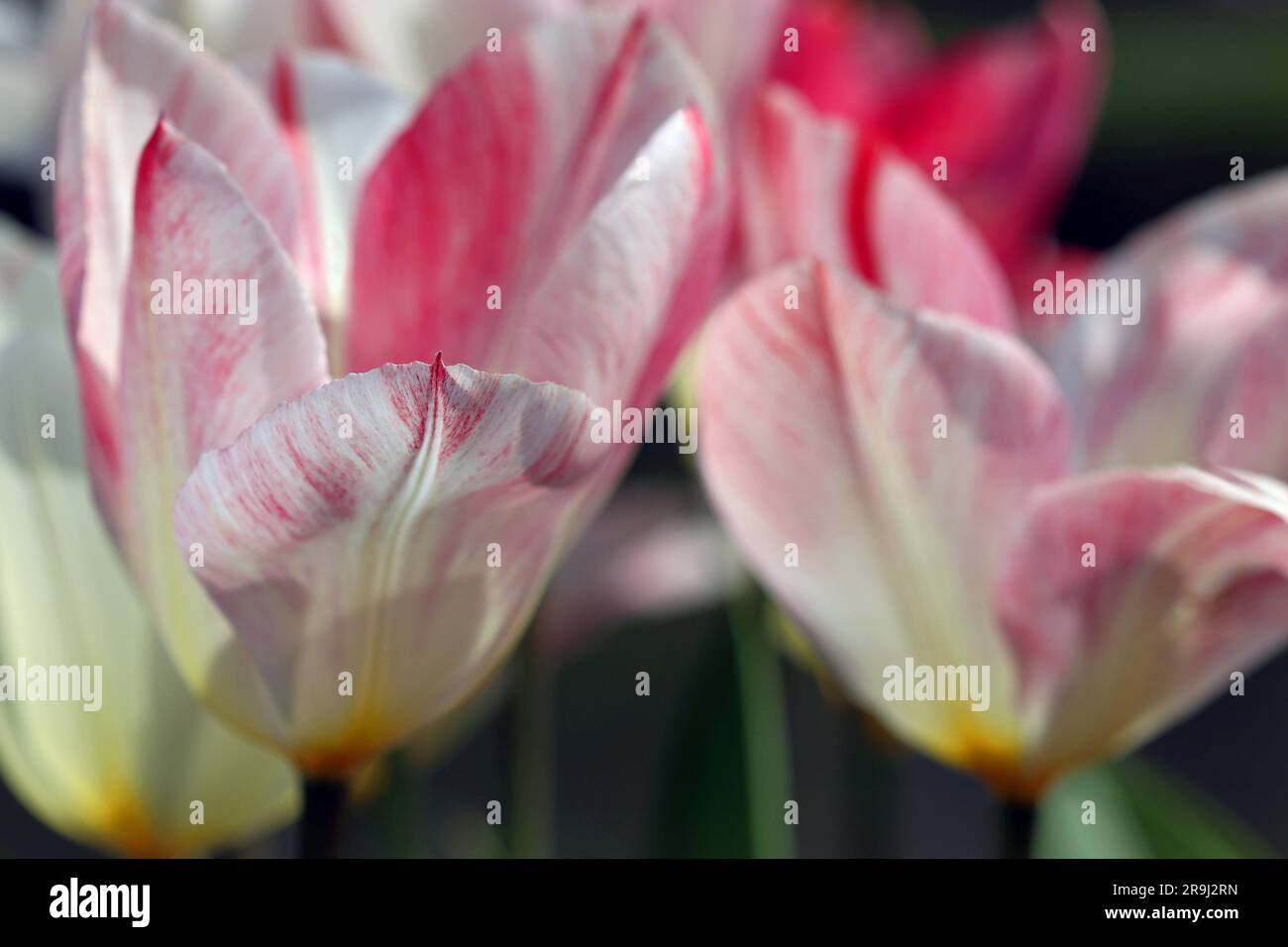 Primo piano di Tulip Flaming Purissima, un tulipano Fosteriana grande in fiore precoce: Base cremosa e petali rosa-rosa-lampone. Il sole di aprile Foto Stock