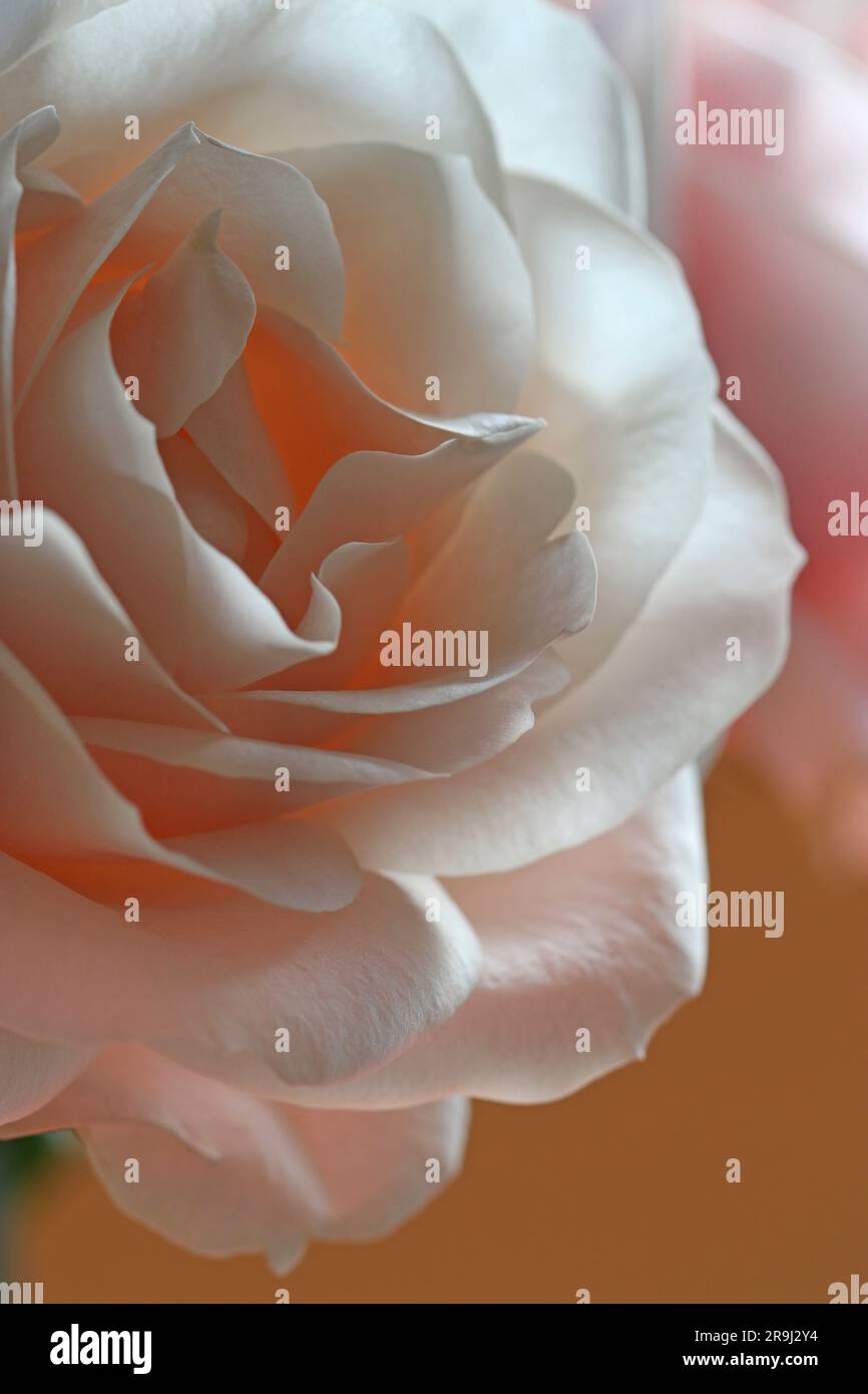 Immagine macro di una rosa finissima e delicata, una luce soffusa che mette in risalto gli strati di petali che evocano freschezza e purezza. Foto Stock