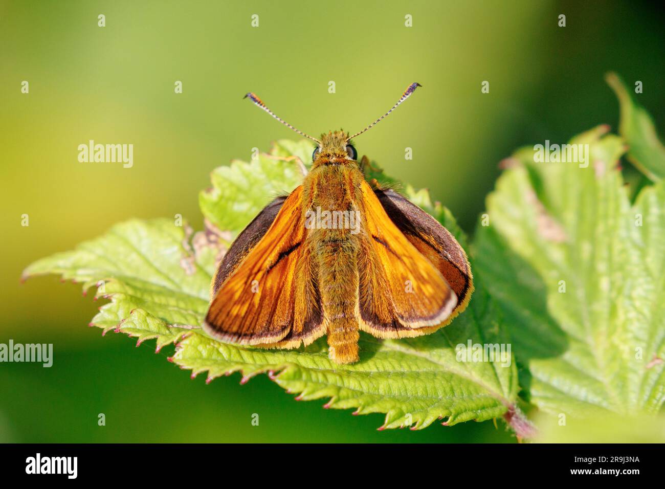 Large skipper Butterfly, Ochlodes sylvanus, Sussex, Regno Unito Foto Stock