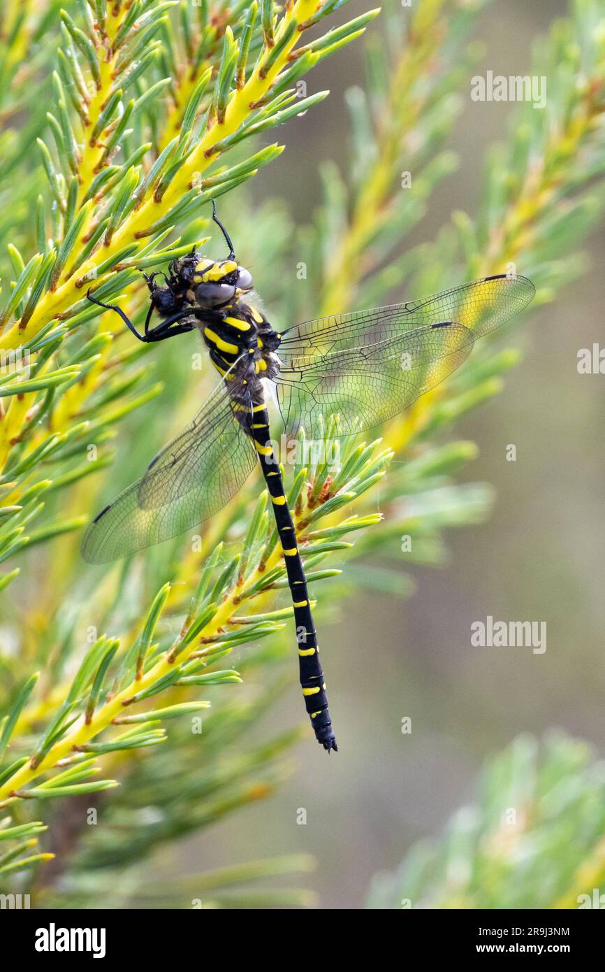Dragonfly dagli anelli d'oro, Cordulegaster boltonii, Sussex, Regno Unito Foto Stock