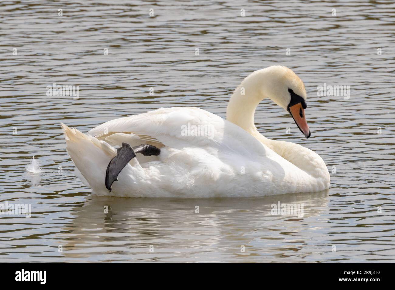Cigno muto, Cygnus olor, nuoto su un fiume, Sussex, Regno Unito Foto Stock
