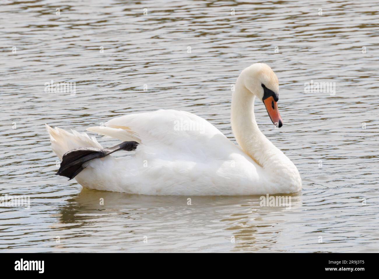 Cigno muto, Cygnus olor, nuoto su un fiume, Sussex, Regno Unito Foto Stock