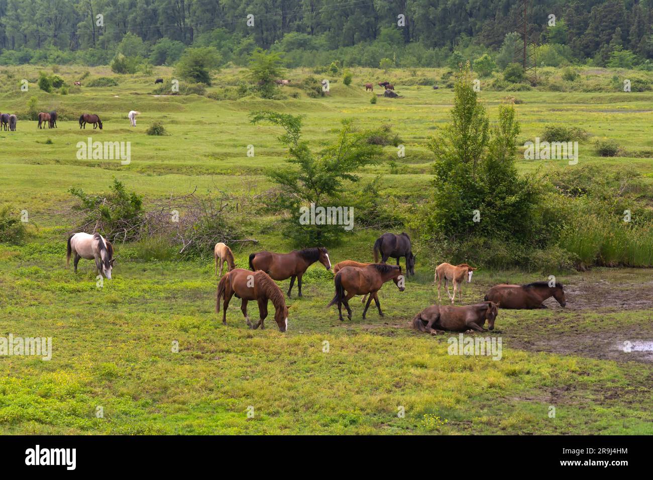 Molti bei cavalli pascolano su un campo verde. I cavalli stanno rotolando sull'erba. Mandria di cavalli Foto Stock