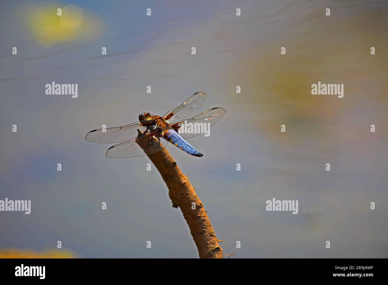 Libellula Foto Stock