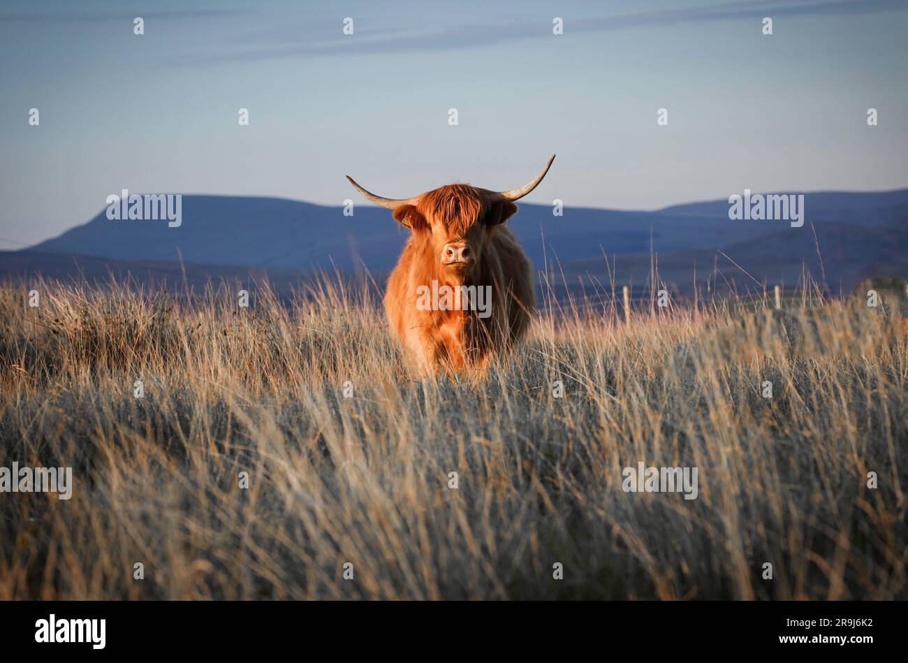 La mucca delle Highland, la più antica razza di bestiame registrata al mondo, conosciuta come i giganti gentili della Scozia. Foto Stock