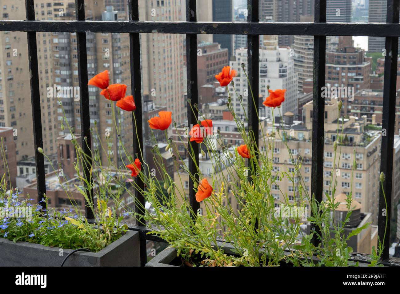 Flower Boxes su un tetto che si affaccia sul quartiere storico di Murray Hill, 2023, New York City, USA Foto Stock