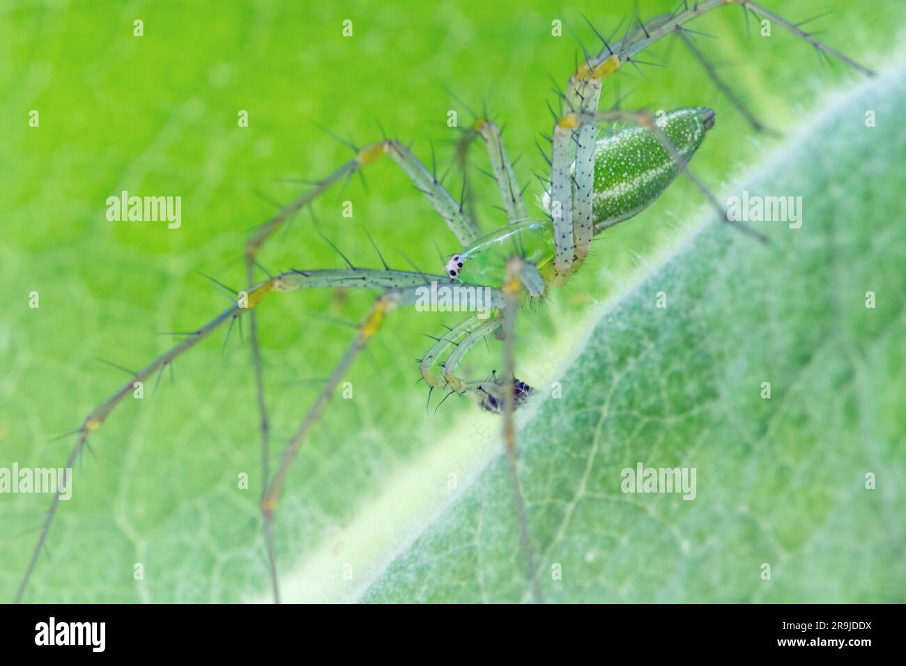 Green Lynx Spider (Peucetia viridans) sulla foglia verde Foto Stock