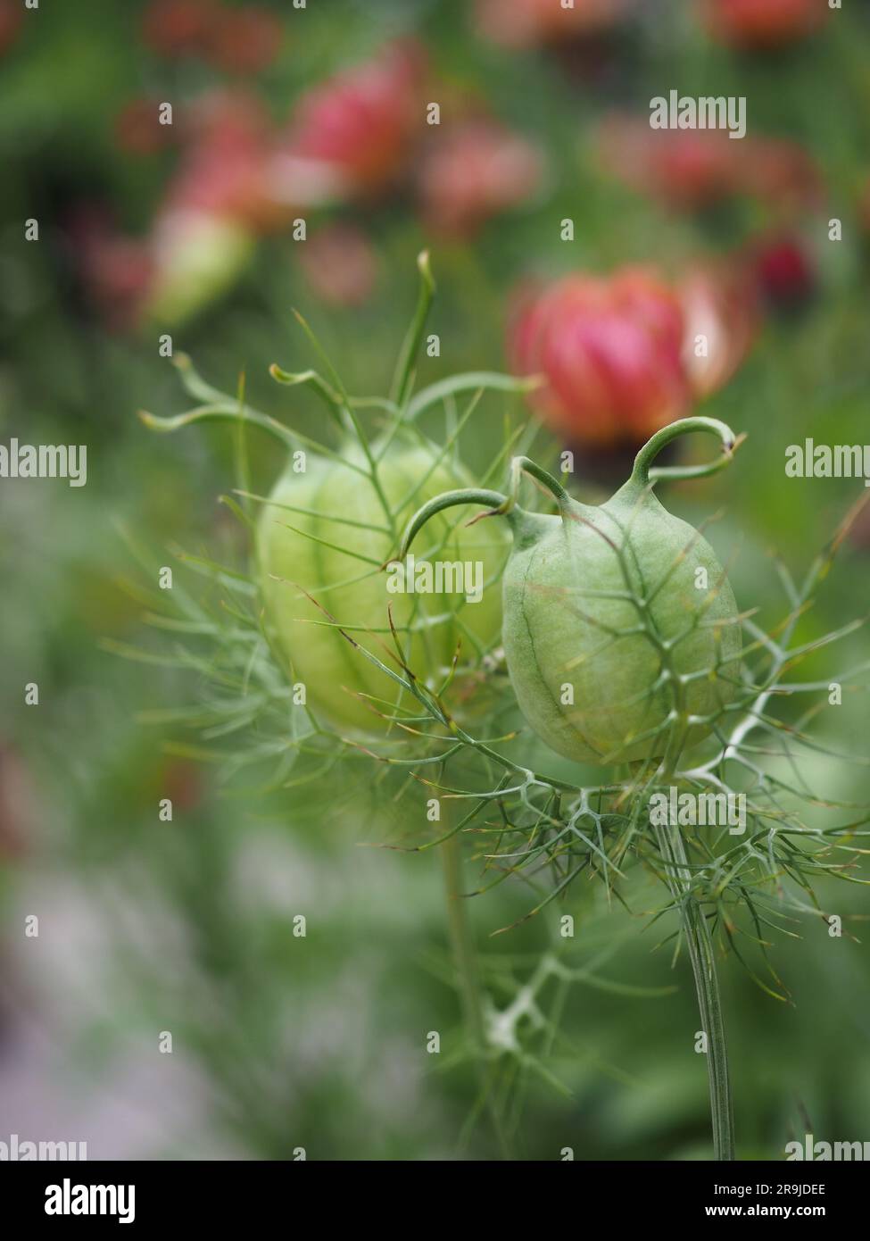 Primo piano di un paio di podi di semi decorativi Nigella damascena "Albion Green Pod" (Love-in-a-Mist) che si asciugano sulla pianta Foto Stock
