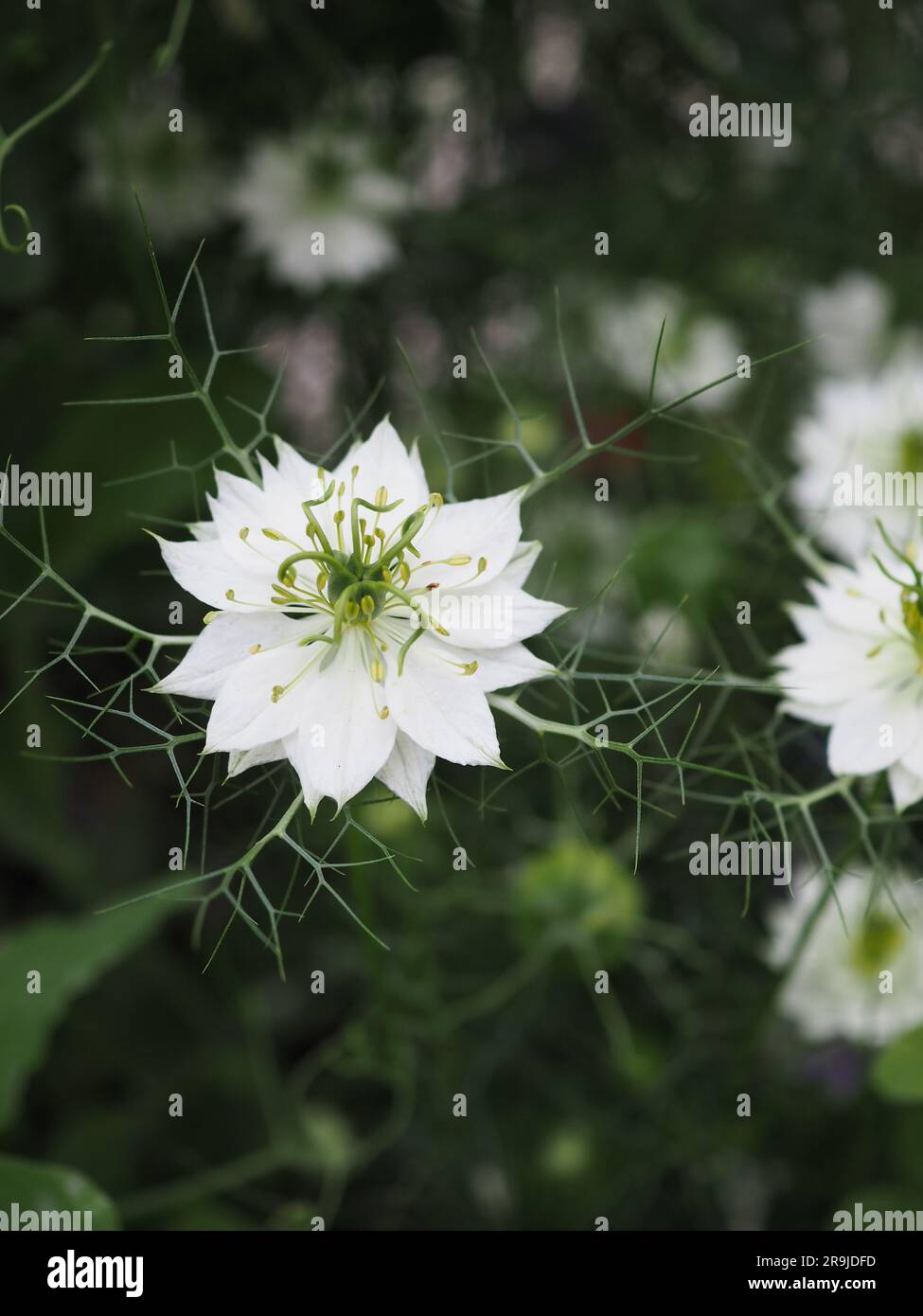 Il fiore bianco della dura Nigella damascena annuale "Albion Green Pod" (amore in una nebbia) contro il fogliame verde scuro Foto Stock