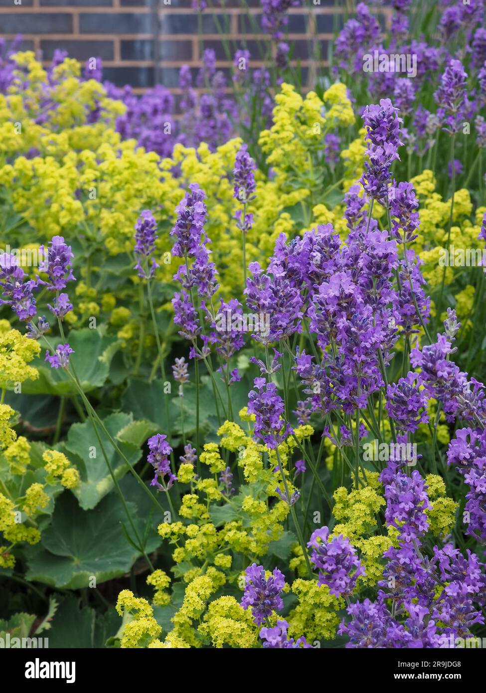 Alchemilla mollis (mantello della signora) e Lavandula angustifolia (lavanda inglese) che mostrano fiori verdi/gialli e viola contrastanti in estate Foto Stock