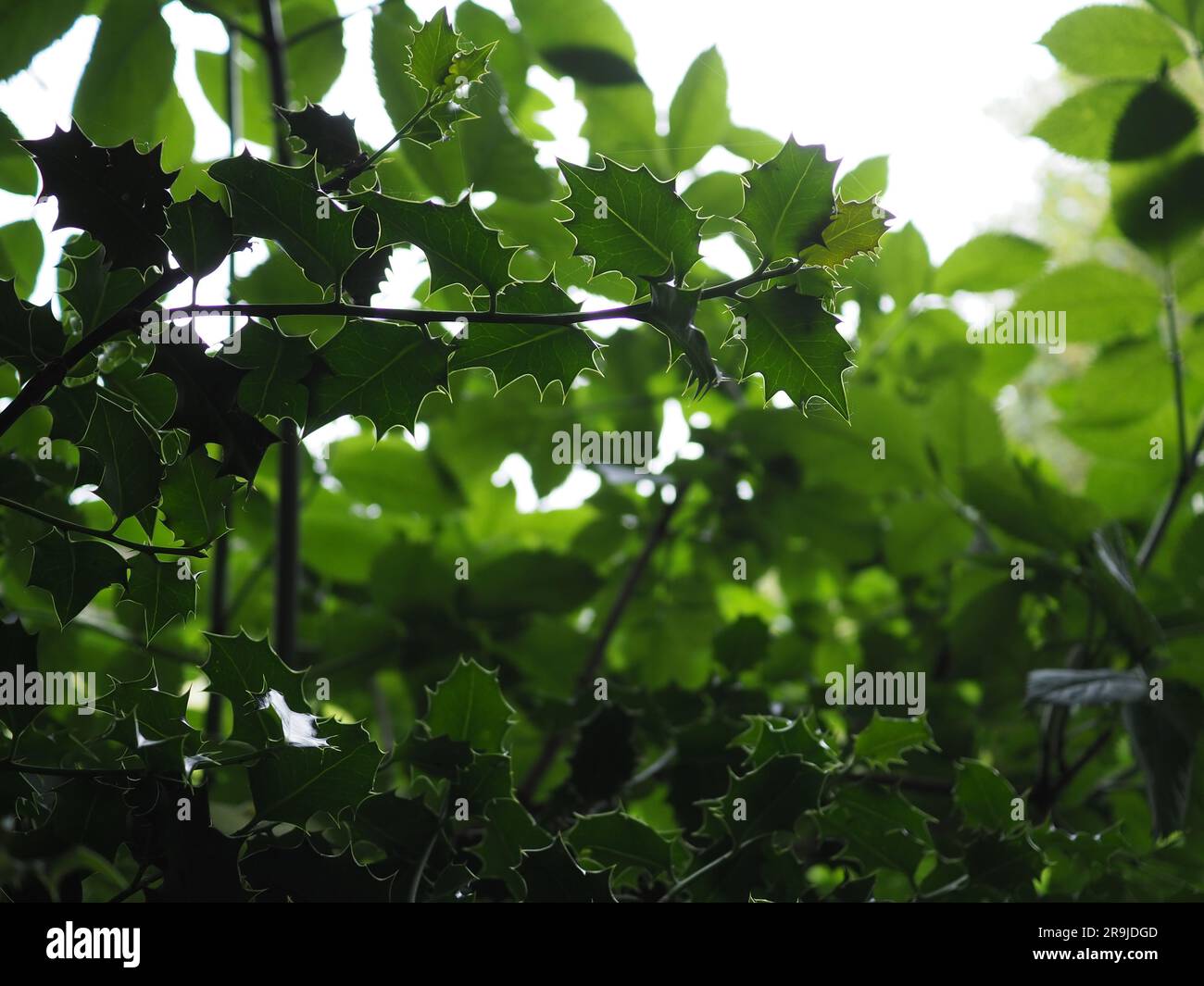 Wild Ilex (holly) foglie sovrapposte e retroilluminate con alcune in silhouette, mostrando diverse sfumature di verde e la forma e le vene appuntite della foglia Foto Stock
