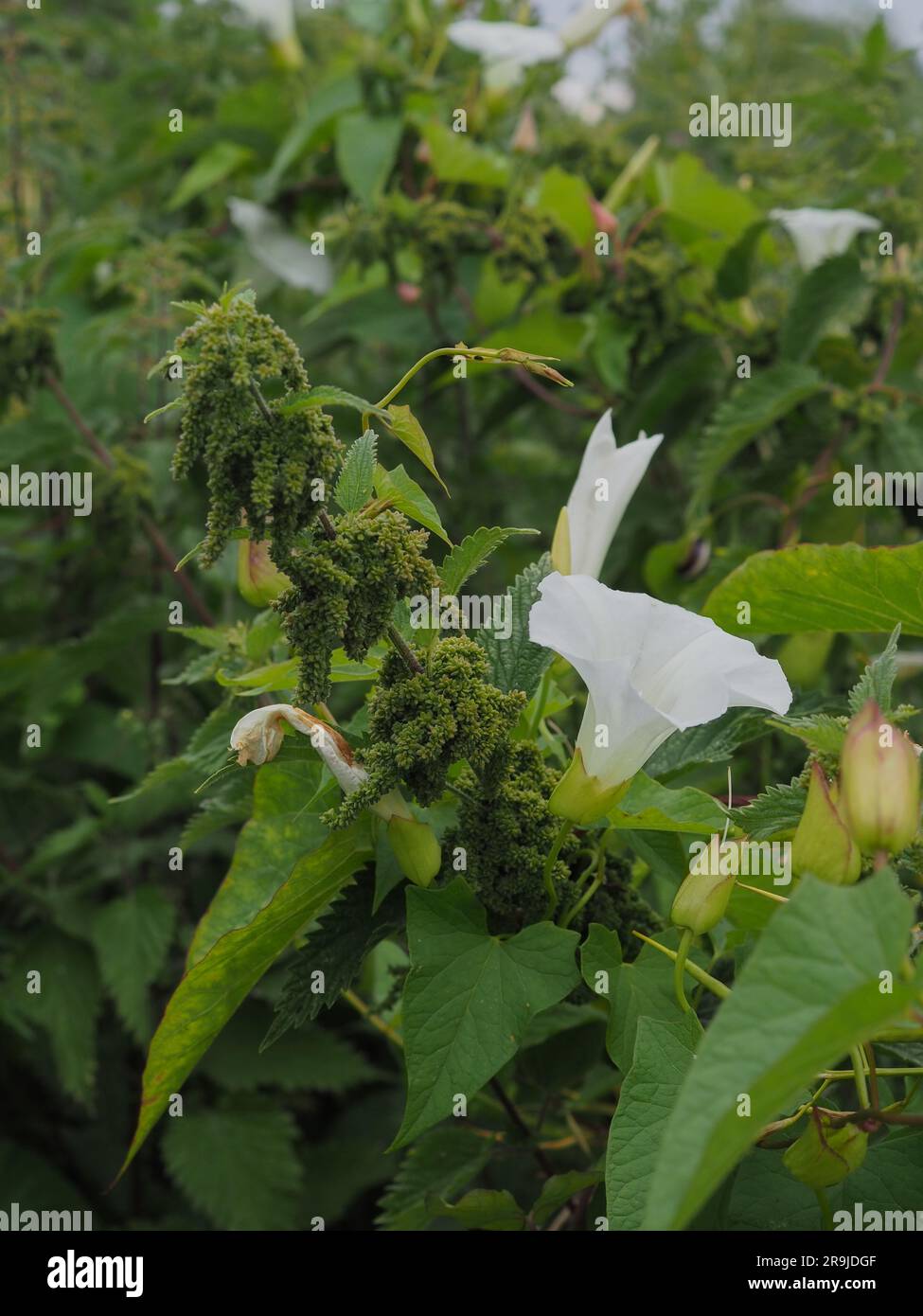 Ortiche pungiglenti (Urtica dioica) e siepi gemellate (Calystegia sepium) in fiore in una siepe selvatica sovrappopolata in Gran Bretagna in estate Foto Stock
