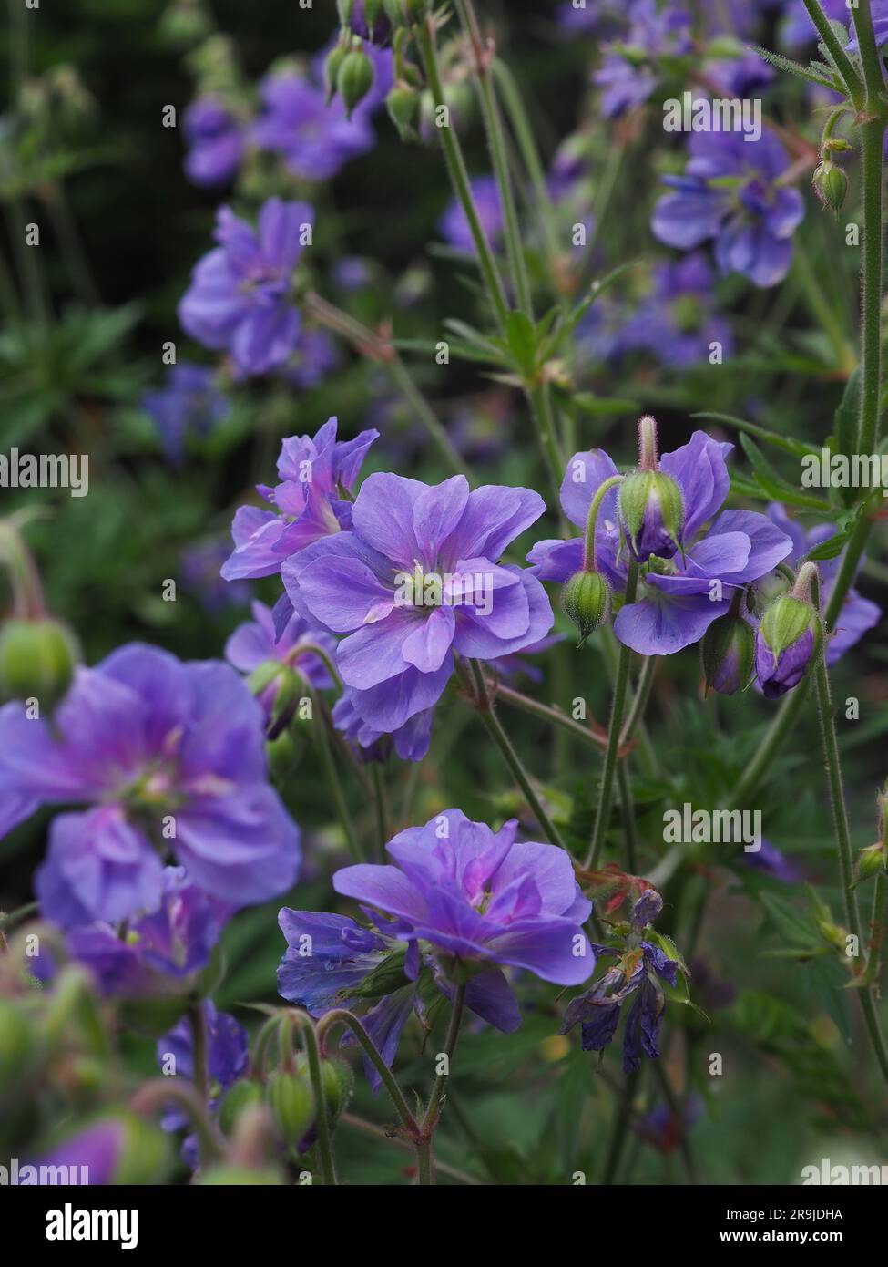 Primo piano dei doppi fiori di geranio pratense "cieli azzurri" (geranio duro o gru) in un giardino di campagna inglese in estate Foto Stock