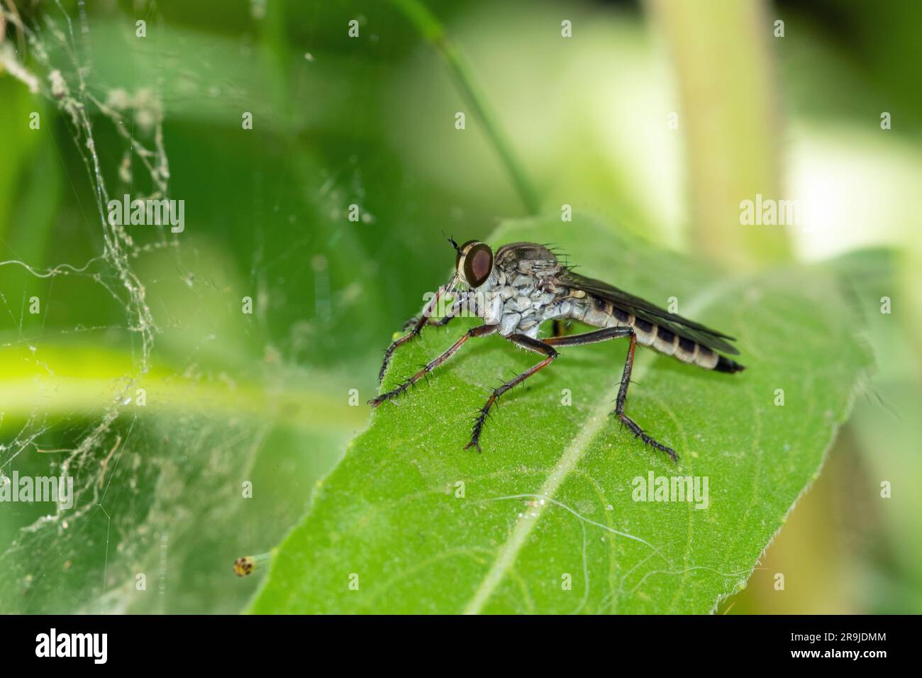 Mosca di ladro Foto Stock