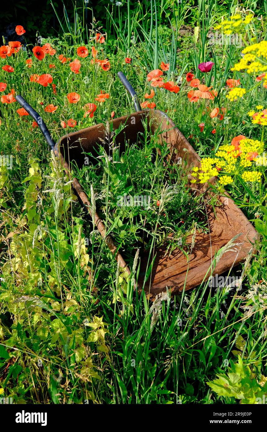 fiori selvatici che crescono intorno alla carriola arrugginita in un giardino di riparto Foto Stock