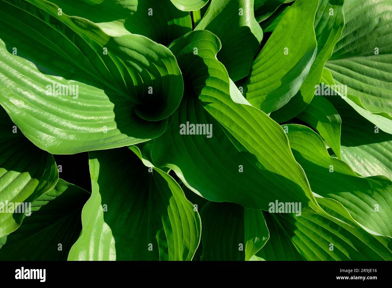 foglie di piante di giglio verdi perfette Foto Stock