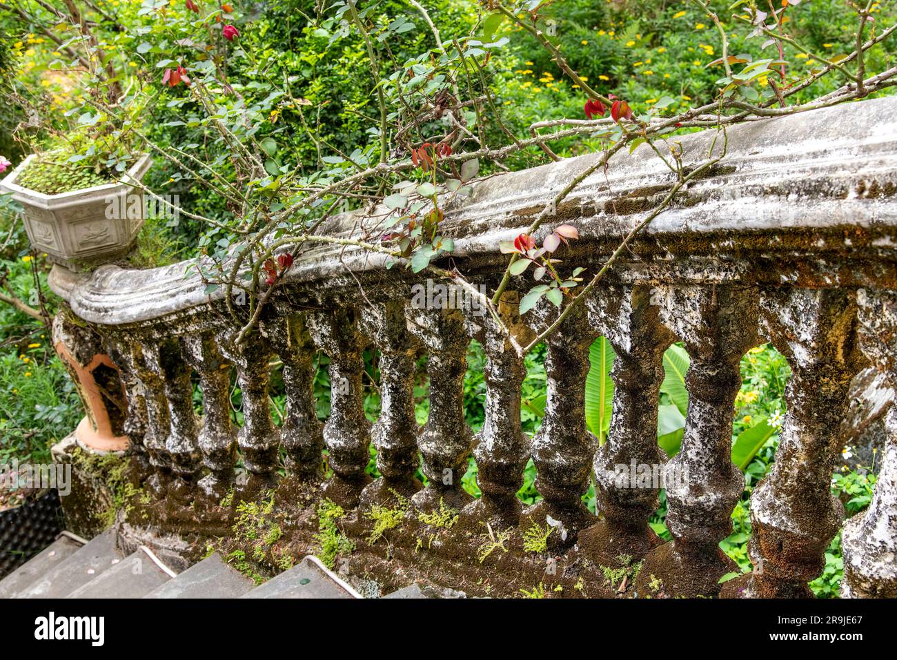 Primo piano delle scale coltivate a pianta nel cortile del fatiscente Palazzo Hoang A Tuong, Bac ha, Vietnam, con una miscela di architettura europea e cinese Foto Stock