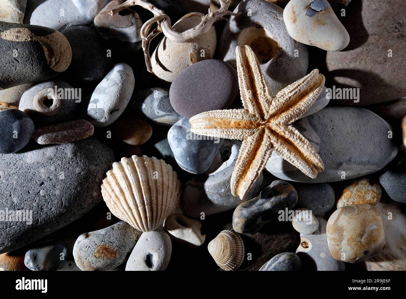 selezione di pietre e conchiglie in riva al mare Foto Stock