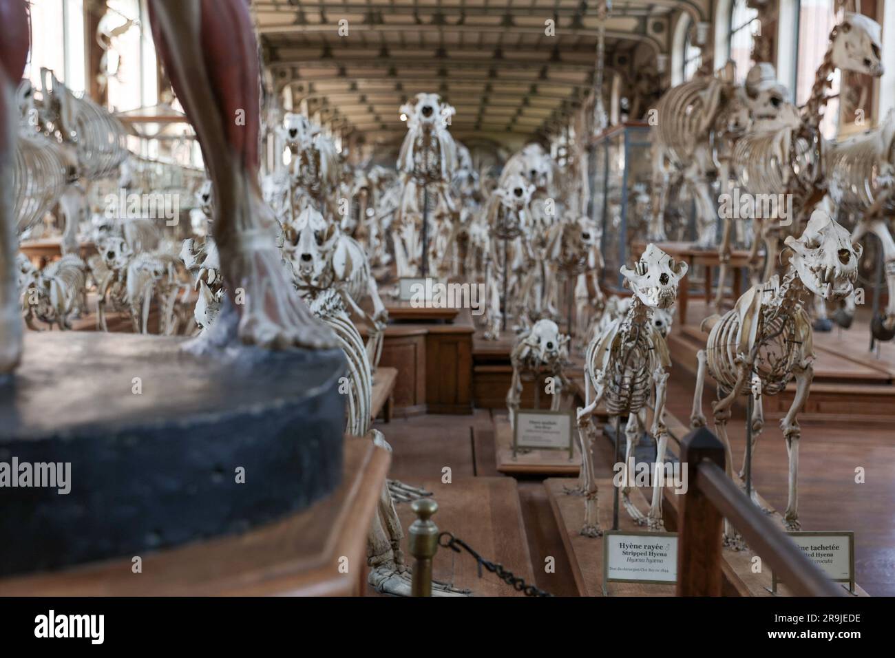 Parigi, Francia. 27 giugno 2023. Fossile di vertebrati nella galleria del museo di paelontologia. Presentazione del mammut Durfort restaurato al Museo Nazionale di storia naturale di Parigi. Figura emblematica nella Galleria di Paleontologia e anatomia comparata del Museo, dove è stato presentato per quasi 150 anni, lo scheletro del mammut di Durfort è anche l'unico esemplare francese montato ed esposto, il 27 giugno 2023 a Parigi. Foto di Christophe Michel/ABACAPRESS.COM credito: Abaca Press/Alamy Live News Foto Stock