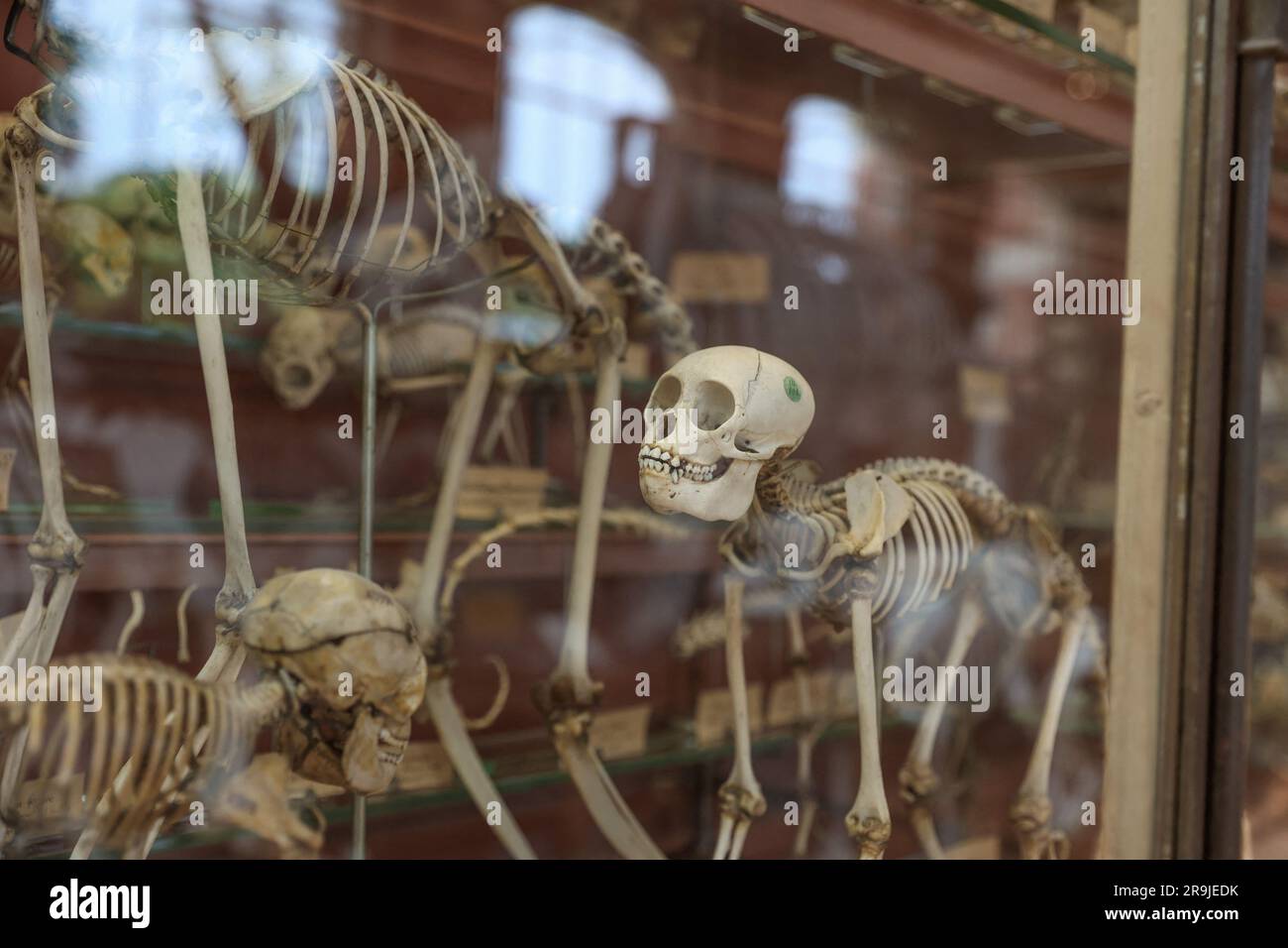 Parigi, Francia. 27 giugno 2023. Fossile di vertebrati nella galleria del museo di paelontologia. Presentazione del mammut Durfort restaurato al Museo Nazionale di storia naturale di Parigi. Figura emblematica nella Galleria di Paleontologia e anatomia comparata del Museo, dove è stato presentato per quasi 150 anni, lo scheletro del mammut di Durfort è anche l'unico esemplare francese montato ed esposto, il 27 giugno 2023 a Parigi. Foto di Christophe Michel/ABACAPRESS.COM credito: Abaca Press/Alamy Live News Foto Stock