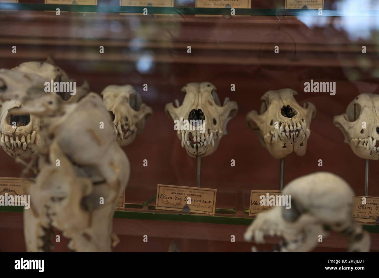 Parigi, Francia. 27 giugno 2023. Fossile di vertebrati nella galleria del museo di paelontologia. Presentazione del mammut Durfort restaurato al Museo Nazionale di storia naturale di Parigi. Figura emblematica nella Galleria di Paleontologia e anatomia comparata del Museo, dove è stato presentato per quasi 150 anni, lo scheletro del mammut di Durfort è anche l'unico esemplare francese montato ed esposto, il 27 giugno 2023 a Parigi. Foto di Christophe Michel/ABACAPRESS.COM credito: Abaca Press/Alamy Live News Foto Stock